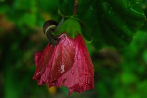 花とかたつむり