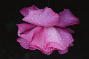 濡れた花（濃いピンク）